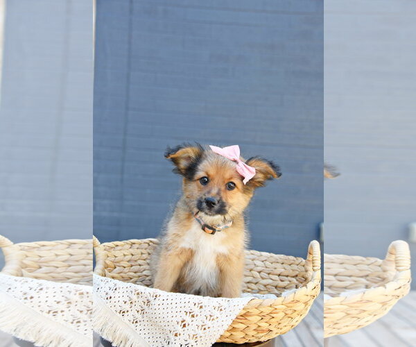 Medium Photo #2 Cairn Terrier-Unknown Mix Puppy For Sale in Sandy, UT, USA