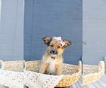 Small #1 Cairn Terrier Mix