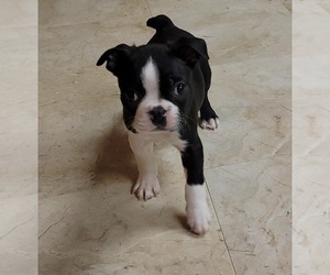 Boston Terrier Puppy for Sale in SPRINGFIELD, Missouri USA