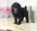 Puppy Hershey Poodle (Standard)