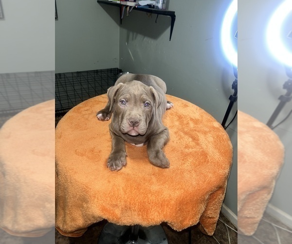 Medium Photo #27 American Bully Puppy For Sale in SNELLVILLE, GA, USA