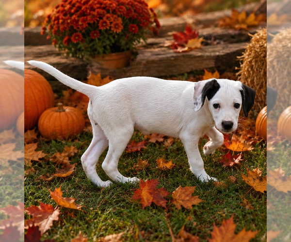 Medium Photo #3 Labrador Retriever Puppy For Sale in Yardley, PA, USA