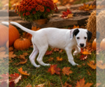 Small #2 Labrador Retriever