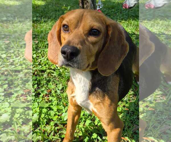 Medium Photo #7 Beagle Puppy For Sale in Dunnellon, FL, USA