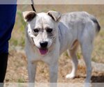 Small #2 Huskies  Mix