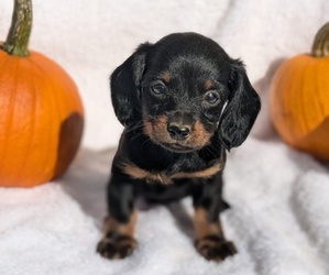 Dachshund Puppy for sale in GOSHEN, IN, USA
