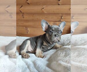 French Bulldog Puppy for sale in MIAMI, FL, USA