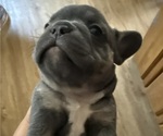 Small Photo #3 French Bulldog Puppy For Sale in VACAVILLE, CA, USA