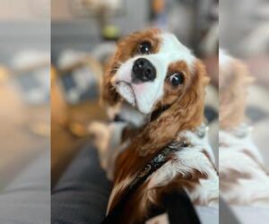 Cavalier King Charles Spaniel Dogs for adoption in Minneapolis, MN, USA