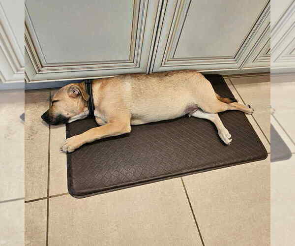 Medium Photo #13 Labrador Retriever-Unknown Mix Puppy For Sale in New York, NY, USA
