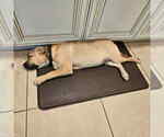 Small #12 Labrador Retriever Mix