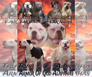 Alapaha Blue Blood Bulldog Puppy for sale in DECATUR, IL, USA