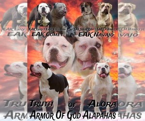 Alapaha Blue Blood Bulldog Litter for sale in DECATUR, IL, USA