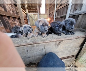 Cane Corso Puppy for sale in MURRAY, KY, USA