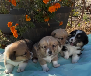 Pembroke Welsh Corgi Puppy for Sale in MIDLOTHIAN, Texas USA