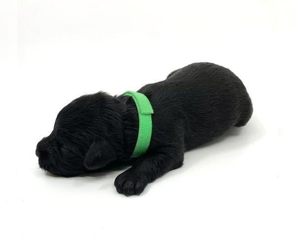 Medium Photo #7 Schnauzer (Miniature) Puppy For Sale in WINTERVILLE, GA, USA