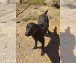 Small #5 Labrador Retriever Mix