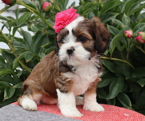 Cava-Tzu Puppy for Sale in THORP, Wisconsin USA