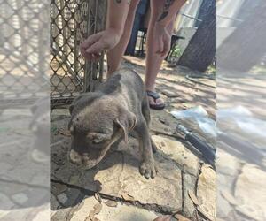 American Staffordshire Terrier Dogs for adoption in San Antonio, TX, USA