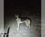 Small German Shepherd Dog Mix