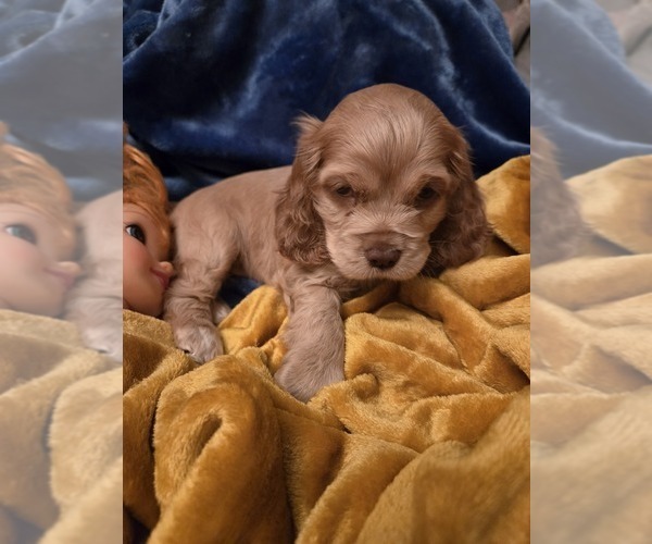 Medium Photo #2 English Cocker Spaniel Puppy For Sale in HOLYOKE, MA, USA