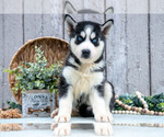 Puppy Timber Siberian Husky