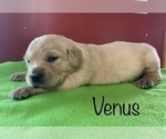 Small Photo #2 Golden Retriever Puppy For Sale in DEARBORN, MO, USA