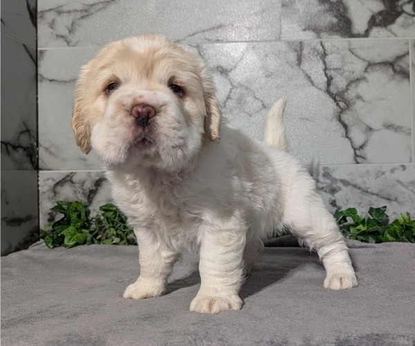 Medium Photo #8 Cocker-Pei Puppy For Sale in GOSHEN, IN, USA
