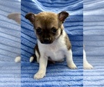 Small Photo #3 Chihuahua Puppy For Sale in FAIR HAVEN, MI, USA