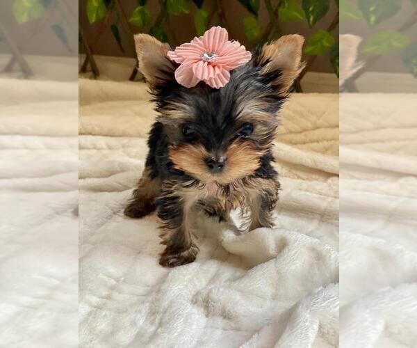 Medium Photo #10 Yorkshire Terrier Puppy For Sale in PALO ALTO, CA, USA