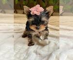 Small Photo #10 Yorkshire Terrier Puppy For Sale in PALO ALTO, CA, USA