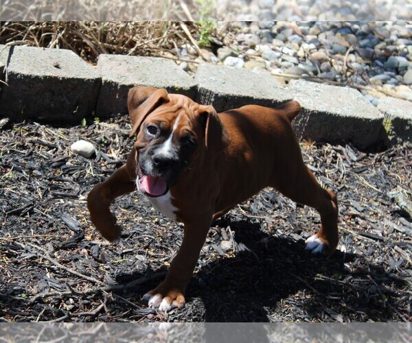 Medium Photo #11 Boxer Puppy For Sale in SHIPSHEWANA, IN, USA