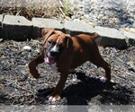 Small #10 Boxer
