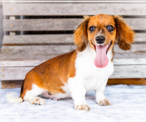 Medium Photo #1 Dachshund Puppy For Sale in WAKARUSA, IN, USA