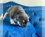 Small #12 French Bulldog