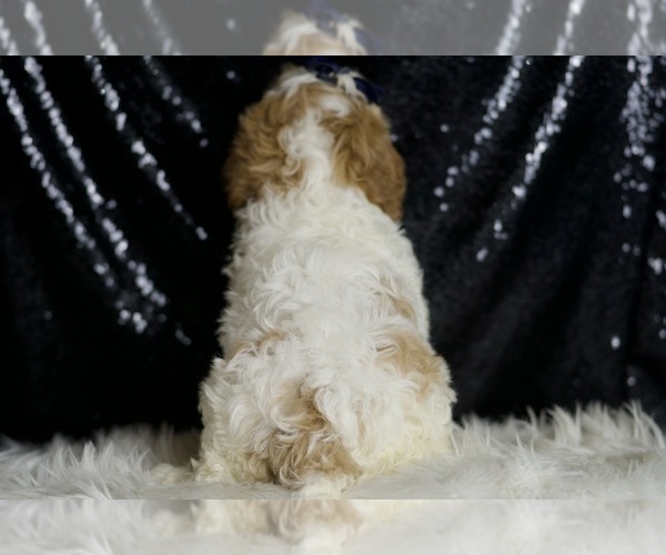 Medium Photo #39 Cavapoo Puppy For Sale in WARSAW, IN, USA