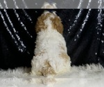 Small Photo #39 Cavapoo Puppy For Sale in WARSAW, IN, USA