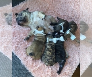 Mother of the French Bulldog puppies born on 04/21/2021