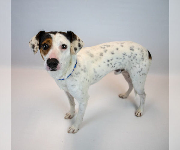 Medium Photo #6 Mutt Puppy For Sale in Kennesaw, GA, USA