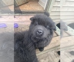 Small Photo #4 Chow Chow Puppy For Sale in ELGIN, IL, USA