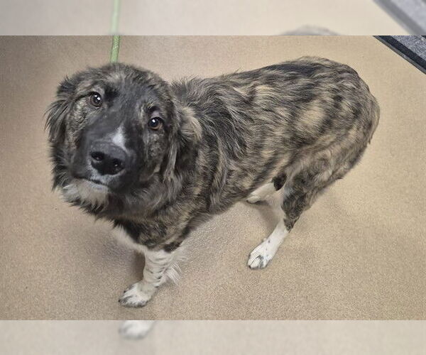 Medium Photo #1 Border Collie Puppy For Sale in Decatur, IL, USA