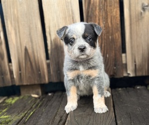 Australian Cattle Dog Puppy for sale in SANTA ROSA, CA, USA