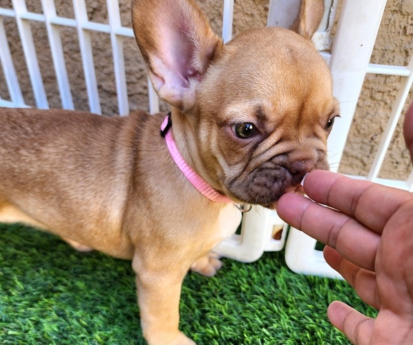 Medium Photo #14 French Bulldog Puppy For Sale in LAS VEGAS, NV, USA
