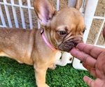 Small #13 French Bulldog