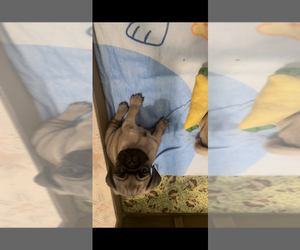 Pug Puppy for Sale in FREDERICKSBURG, Virginia USA