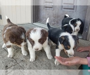 Border Collie Puppy for sale in MARSING, ID, USA