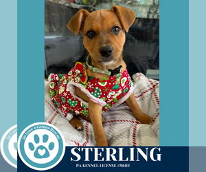 Carolina Dog-Unknown Mix Dogs for adoption in Kimberton, PA, USA