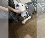 Small #3 American Pit Bull Terrier Mix