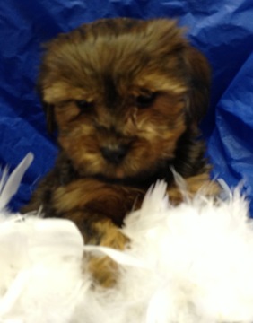Medium Photo #1 Morkie Puppy For Sale in CONOWINGO, MD, USA