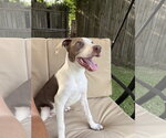Small #20 Feist Terrier Mix